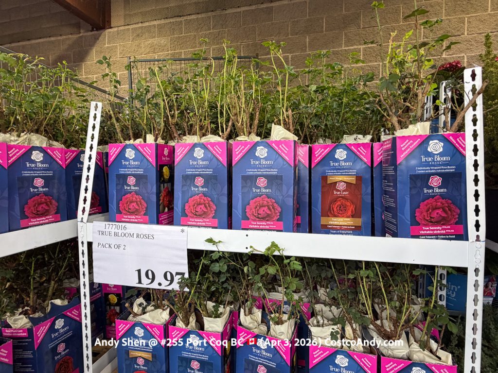 TRUE BLOOM ROSES PACK OF 2