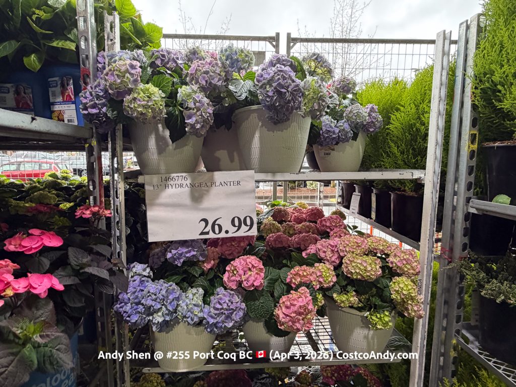 13” HYDRANGEA PLANTTER