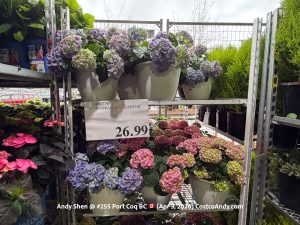 13” HYDRANGEA PLANTTER