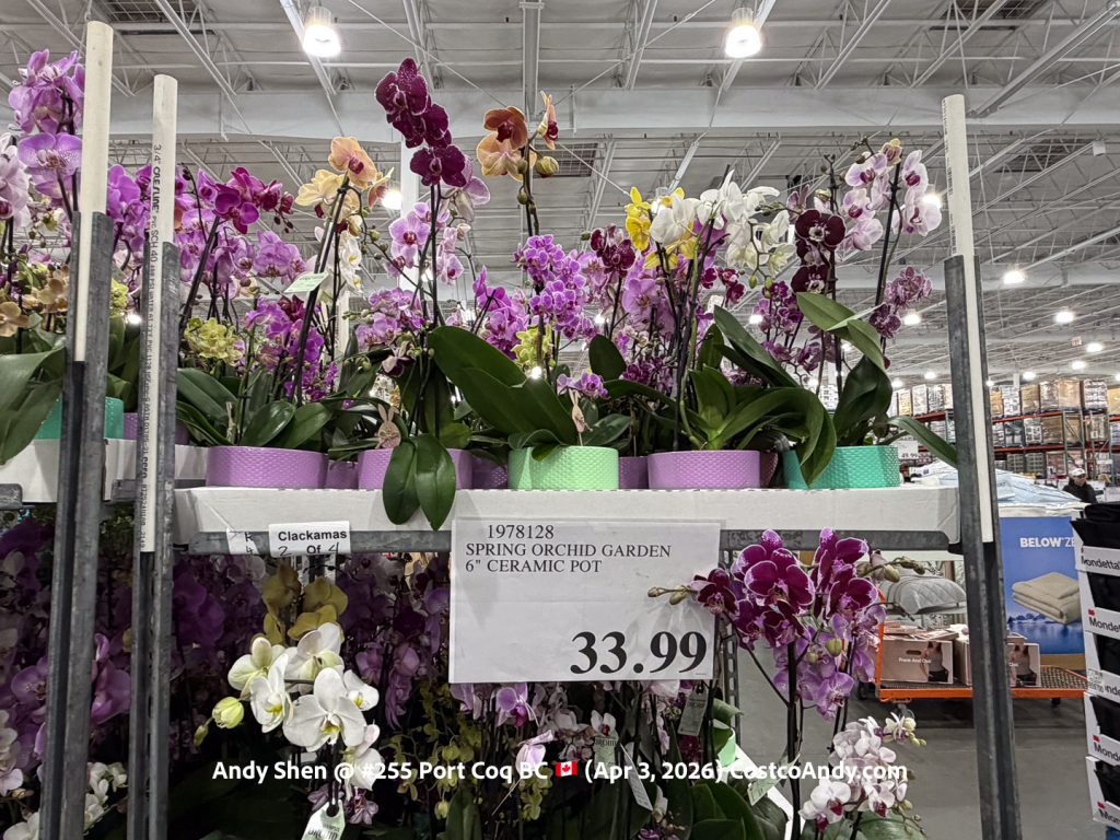 SPRING ORCHID GARDEN 6” CERAMIC POT