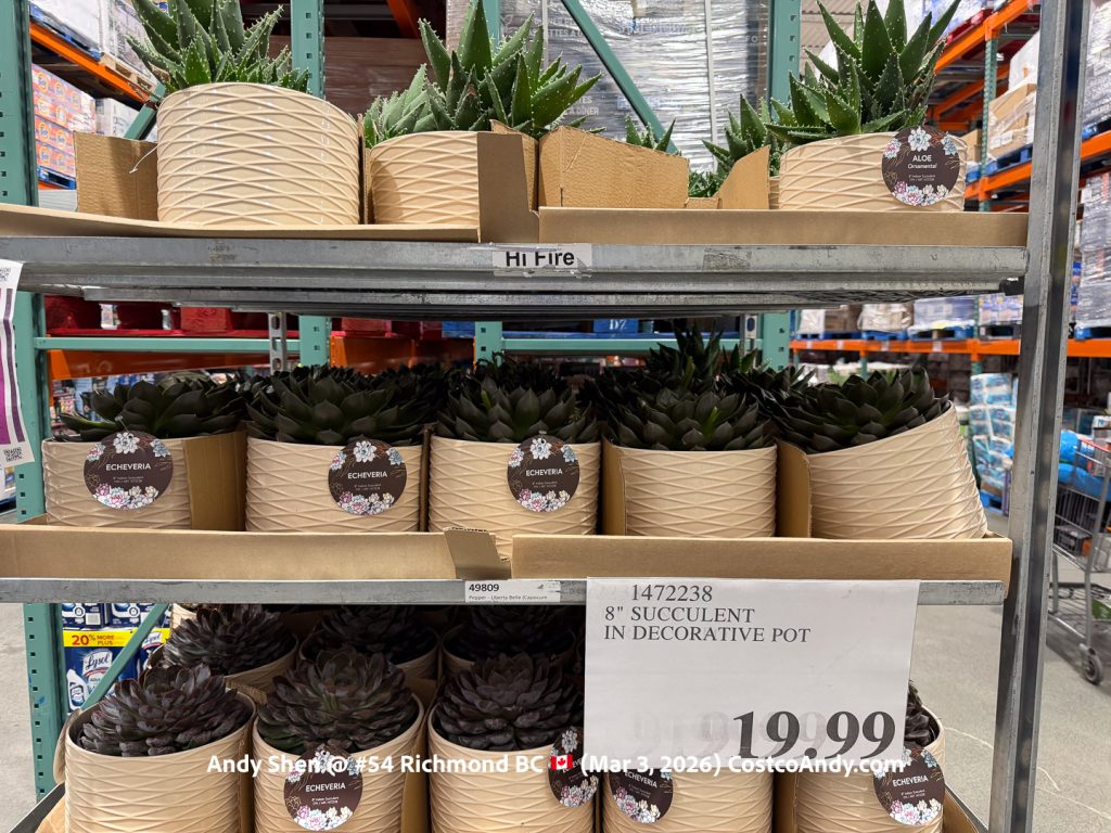 8″ SUCCULENT IN DECORATIVE POT