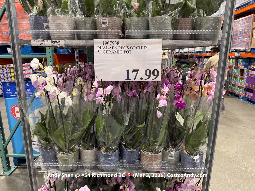 PHALAENOPSIS ORCHID 5″ CERAMIC POT