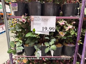HELLEBORE HYBRIDS OUTDOOR 2 GALLON