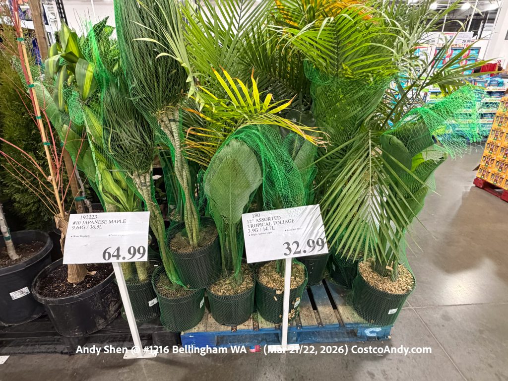 #10 JAPANESE MAPLE 9.64G / 36.5L