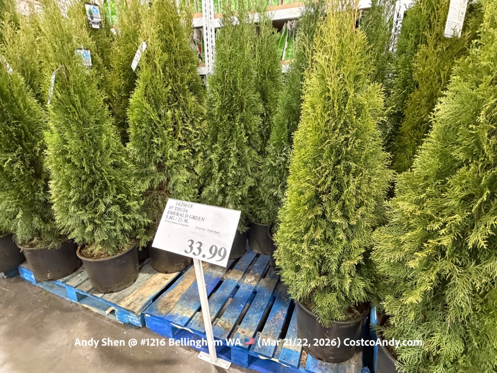 #7 THUJA EMERALD GREEN 5.8G / 21.9L