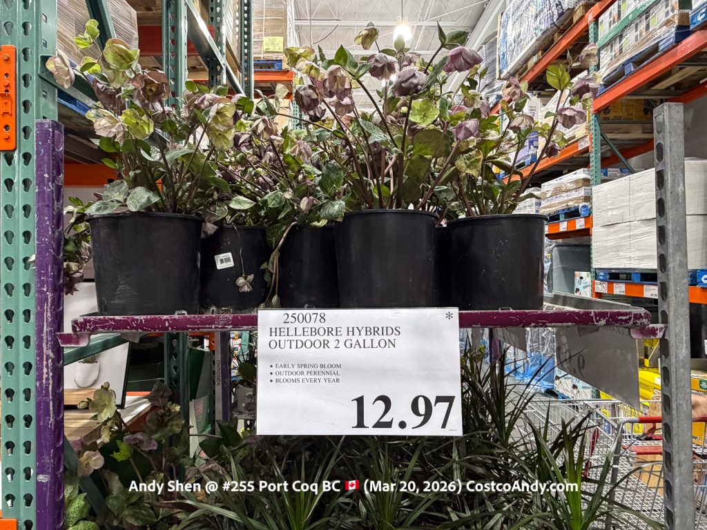 HELLEBORE HYBRIDS OUTDOOR 2 GALLON