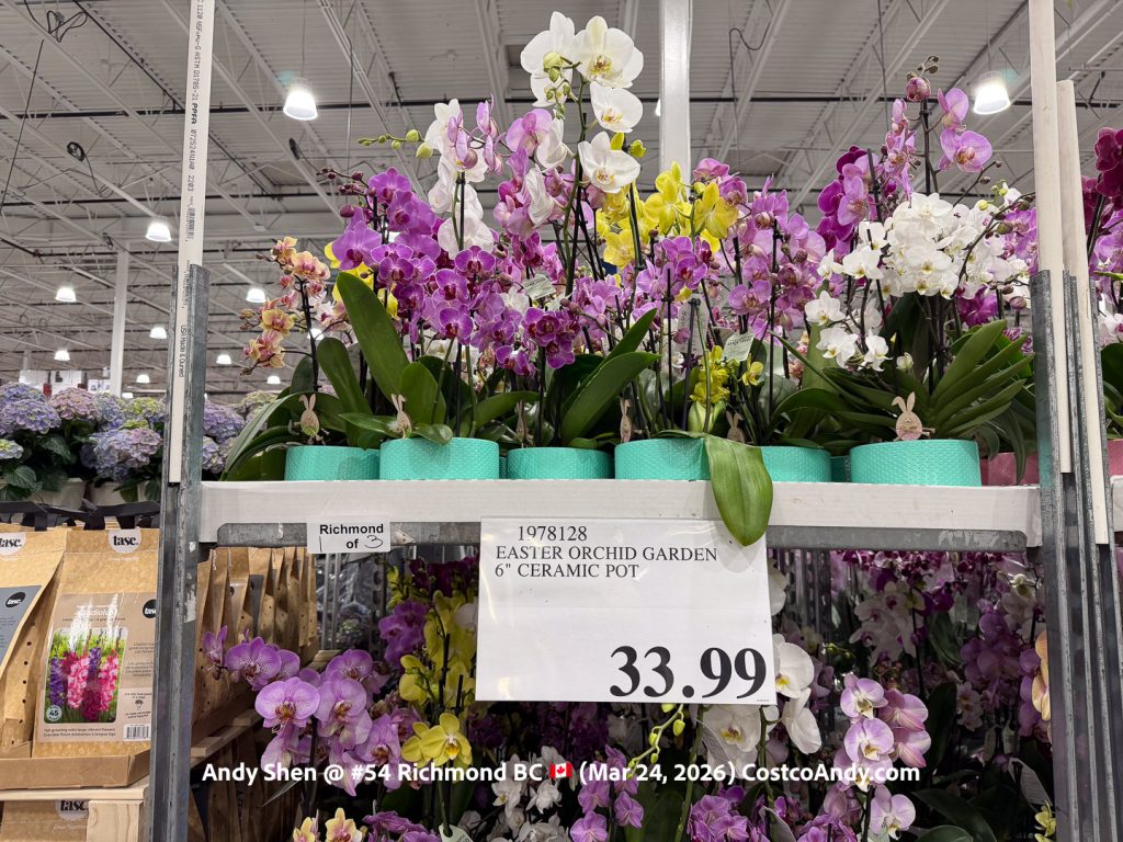 EASTER ORCHID GARDEN 6” CERAMIC POT