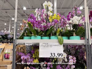 SPRING ORCHID GARDEN 6” CERAMIC POT