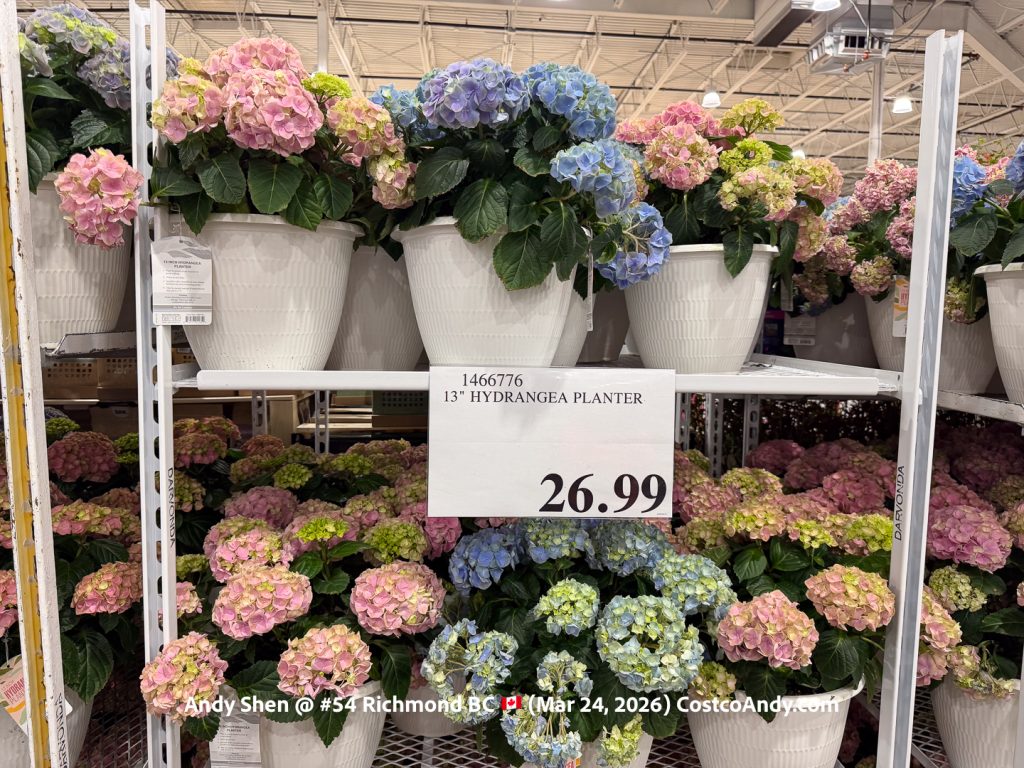 13” HYDRANGEA PLANTTER