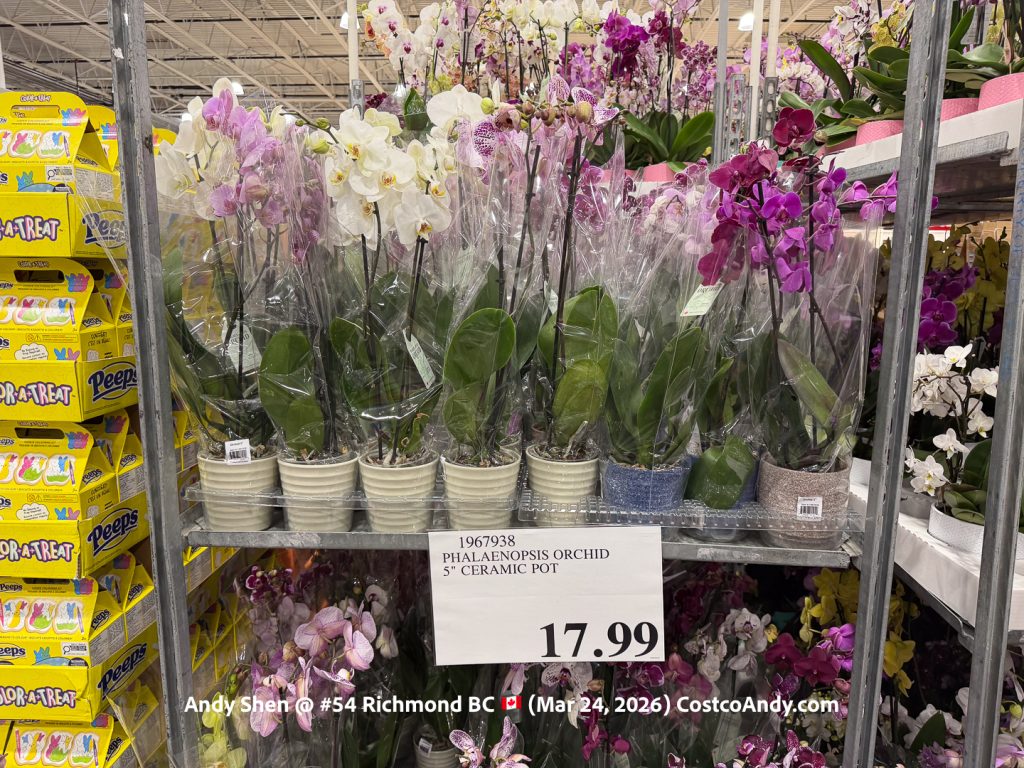 PHALAENOPSIS ORCHID 5