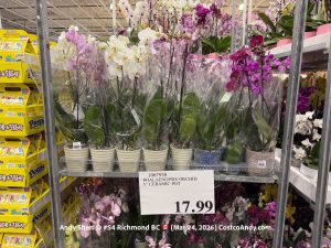 PHALAENOPSIS ORCHID 5