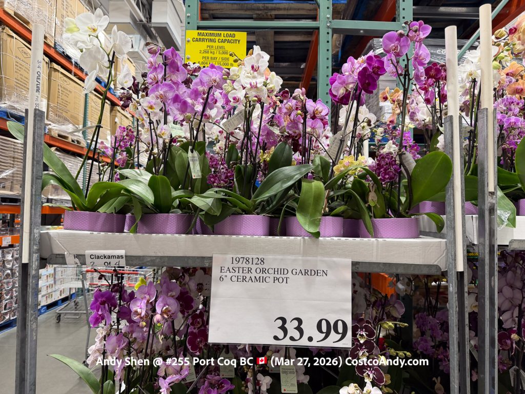 EASTER ORCHID GARDEN 6” CERAMIC POT