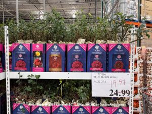 TRUE BLOOM ROSES PACK OF 2