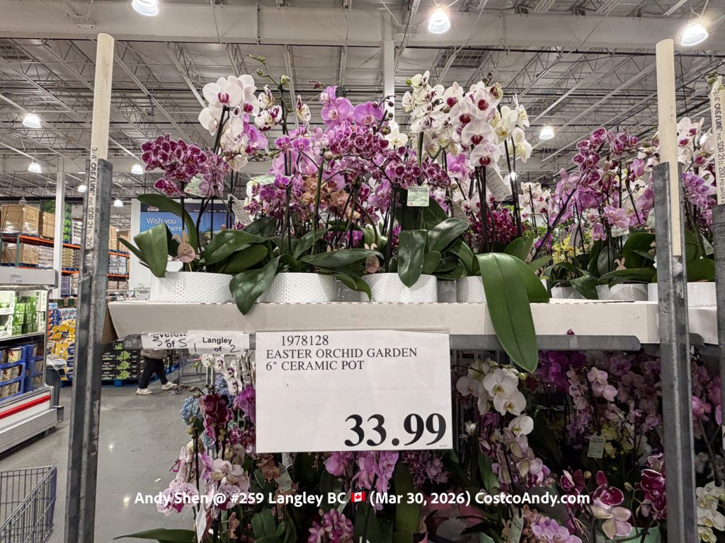 EASTER ORCHID GARDEN 6” CERAMIC POT