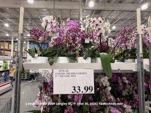 SPRING ORCHID GARDEN 6” CERAMIC POT