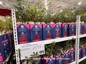 TRUE BLOOM ROSES PACK OF 2