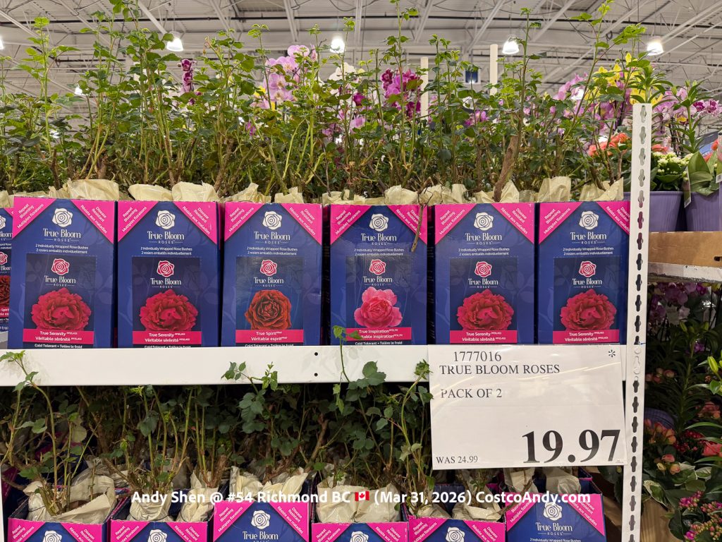 TRUE BLOOM ROSES PACK OF 2