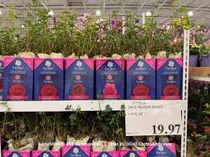 TRUE BLOOM ROSES PACK OF 2