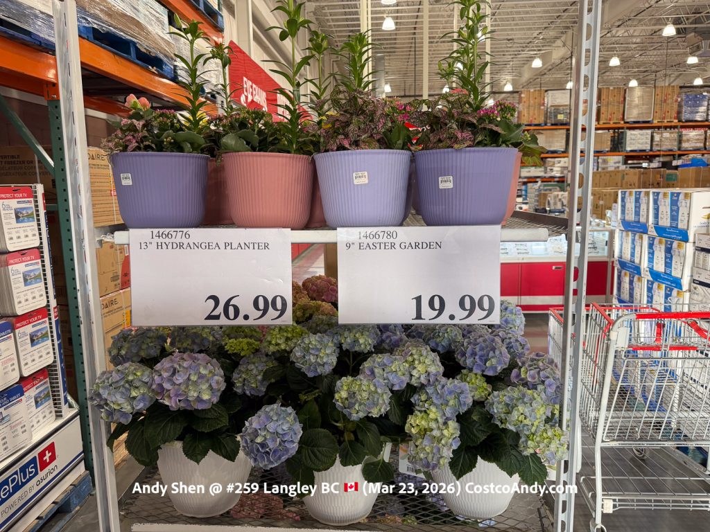 13” HYDRANGEA PLANTTER