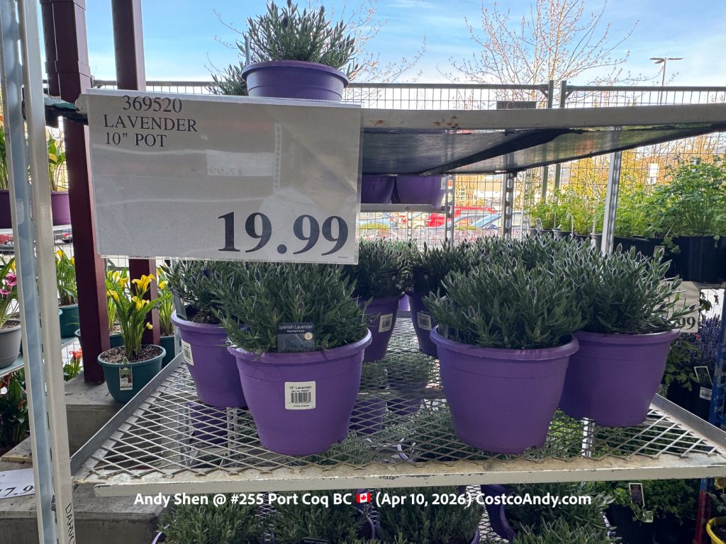 LAVENDER 10″ POT