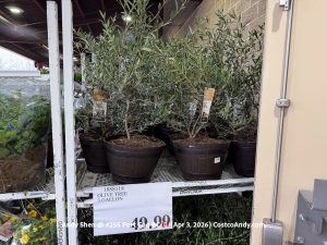 OLIVE TREE 3 GALLON