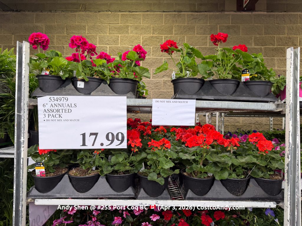 6″ ANNUALS ASSORTED 3 PACK