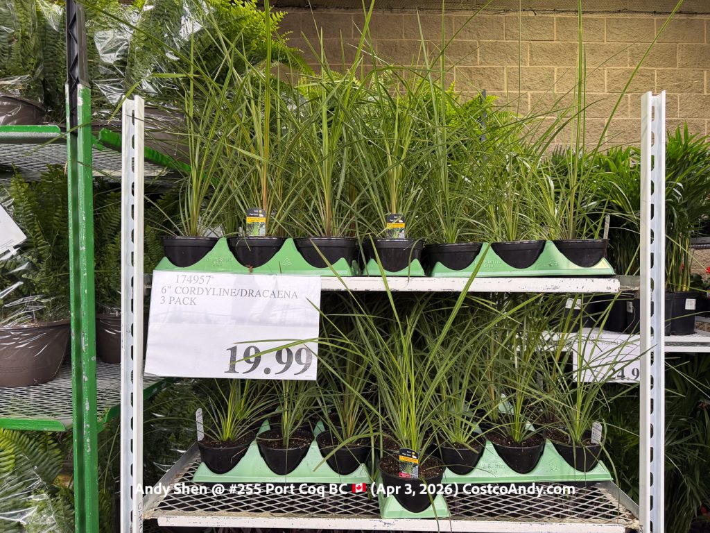 6″ CORDYLINE/DRACAENA 3 PACK