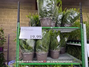 10″ BOSTON FERN HANGING BASKET