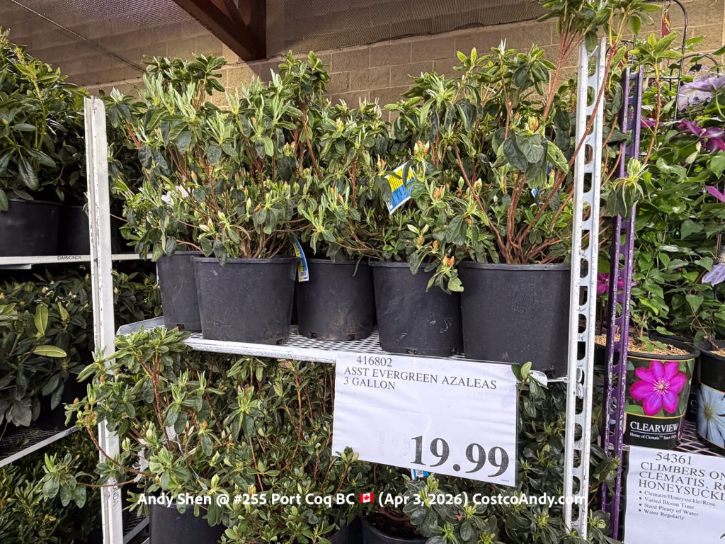 ASST EVERGREEN AZALEAS 3 GALLON