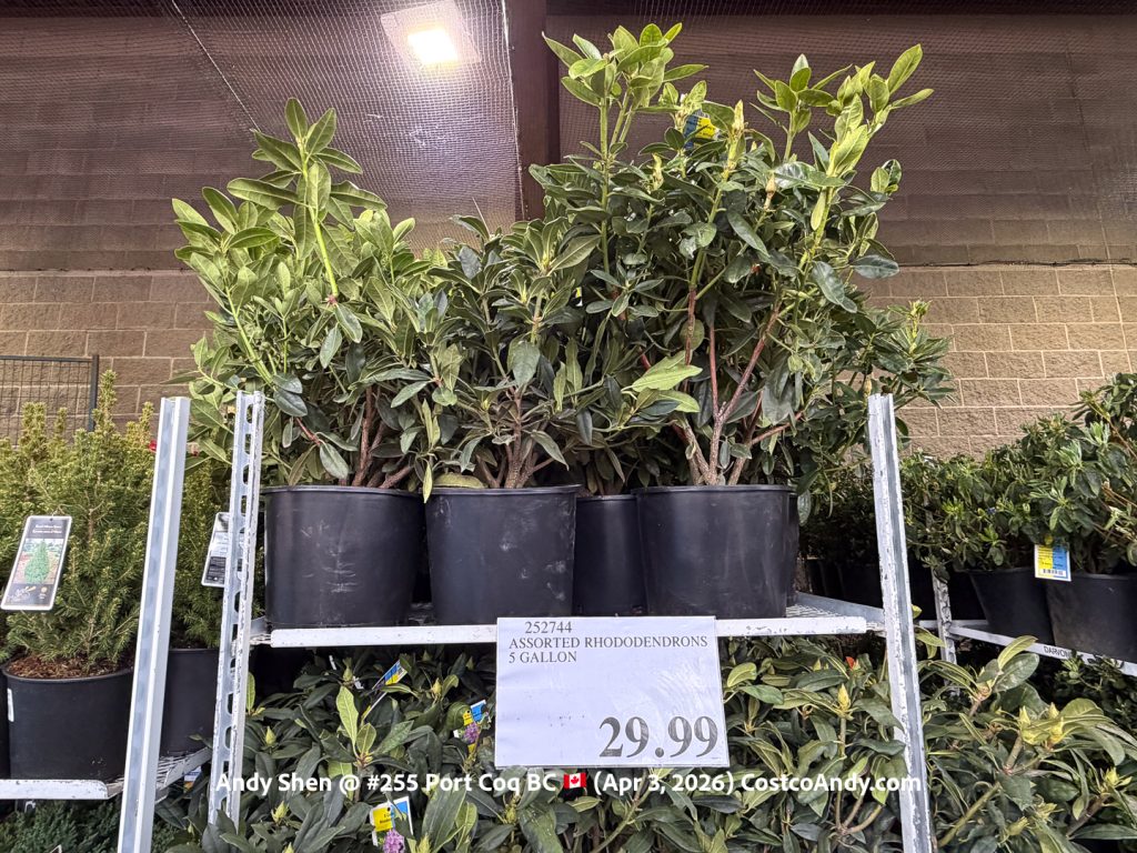 ASSORTED RHODODENDRONS 5 GALLON