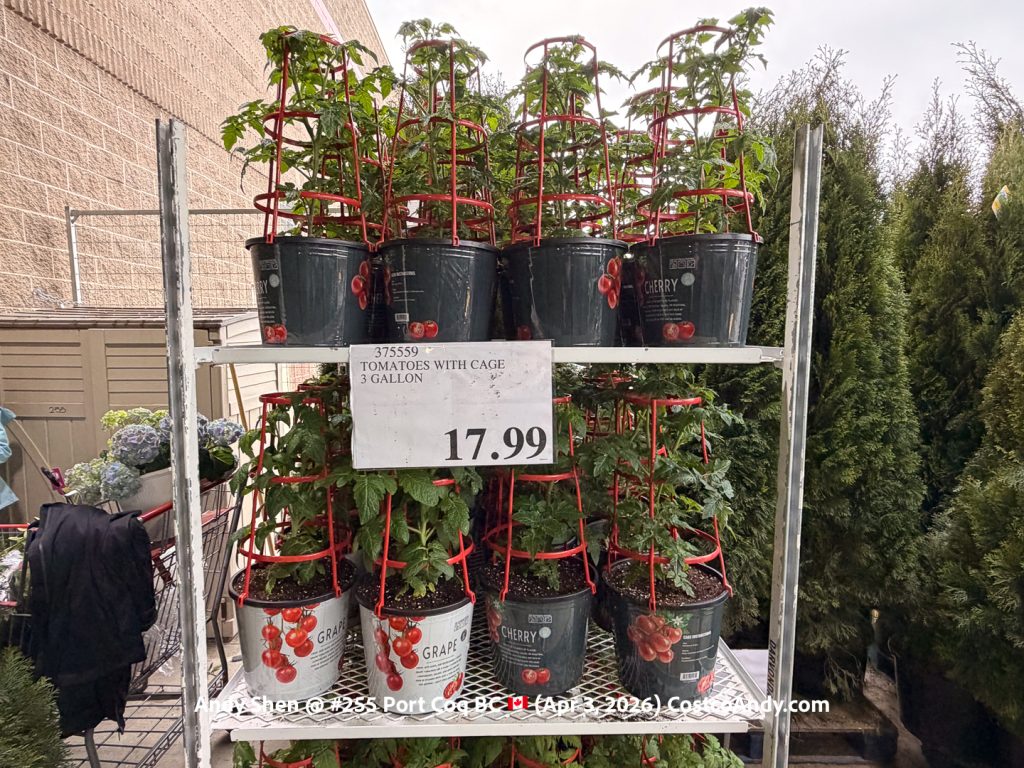 TOMATOES WITH CAGE 3 GALLON