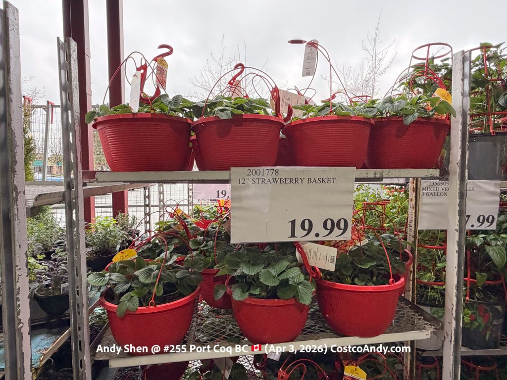 12″ STRAWBERRY BASKET