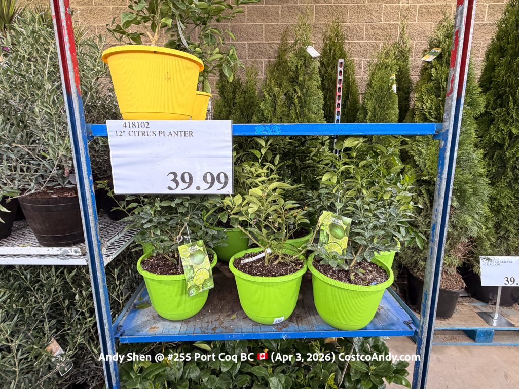 12″ CITRUS PLANTER