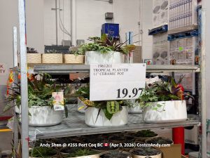 TROPICAL PLANTER 11